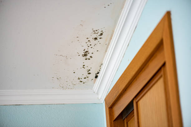 Best Crawl Space Mold Remediation in Rodeo, CA