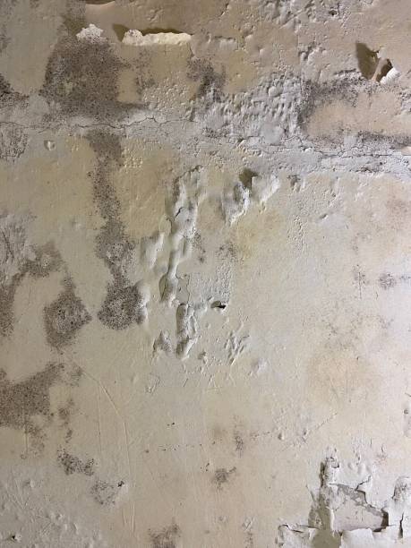 Rodeo, CA Mold Remediation Company