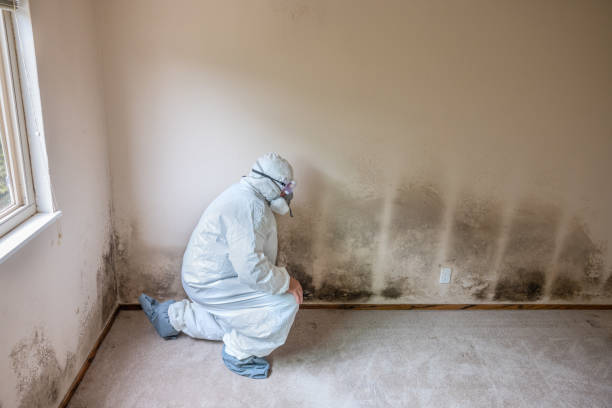 Best Bathroom Mold Remediation in Rodeo, CA