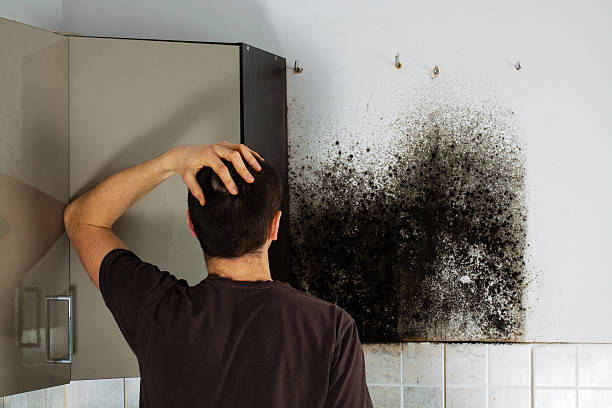 Best Black Mold Remediation in Rodeo, CA